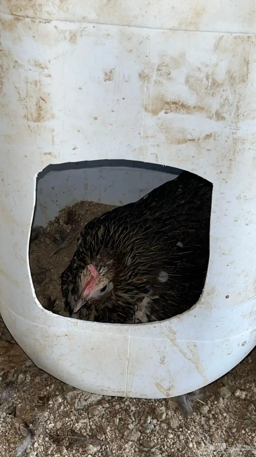 دجاج اصيل فري ماكنتوش 11