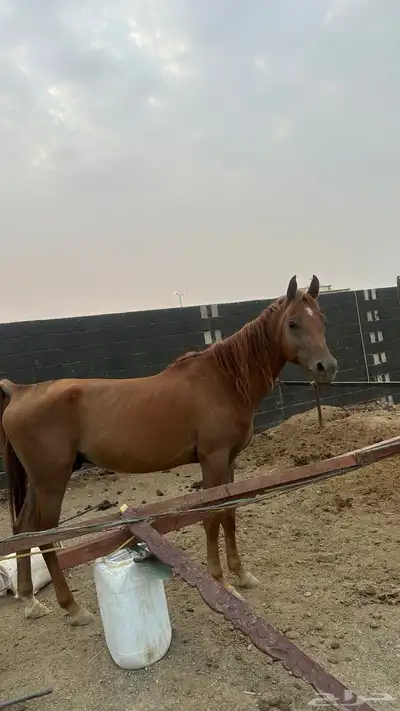 خيل للبيع 6