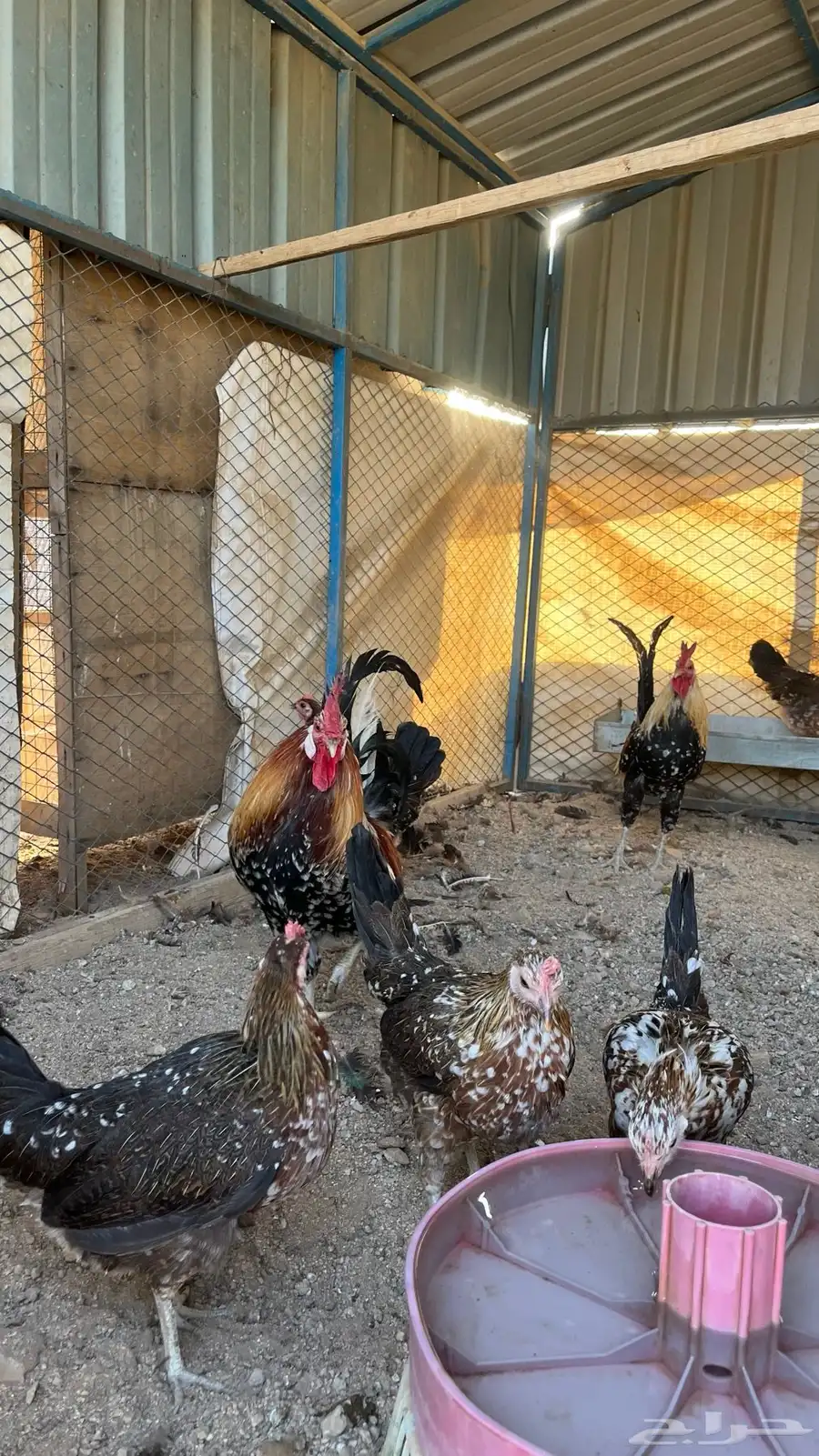 دجاج اصيل فري ماكنتوش 5