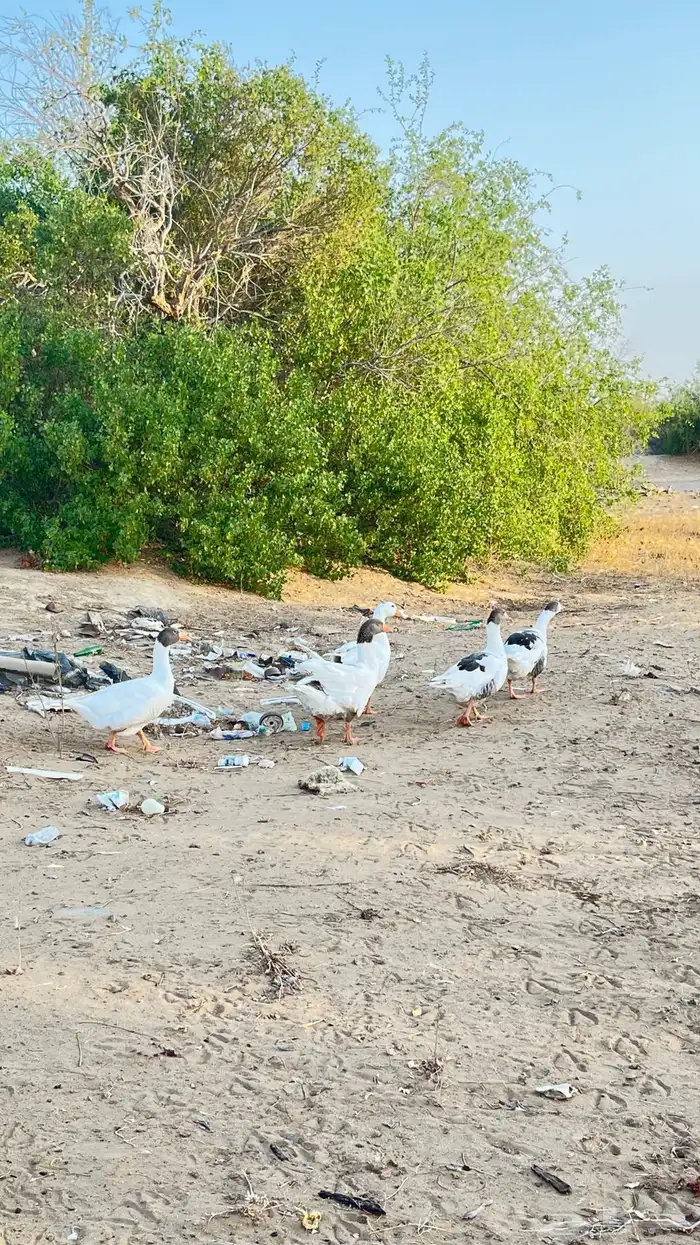 وز للبيع شرط العدد 4وذكر 2