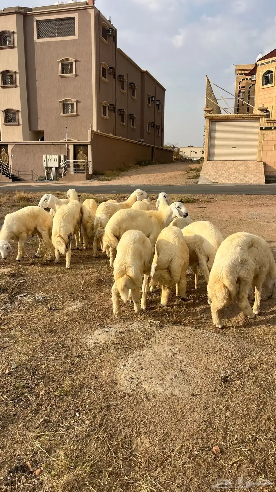 خرفان حريات طيبات في المجاردة من مراح وسم واحد 4