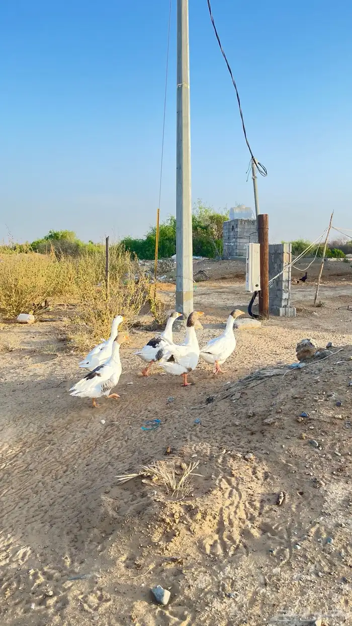 وز للبيع شرط العدد 4وذكر 3