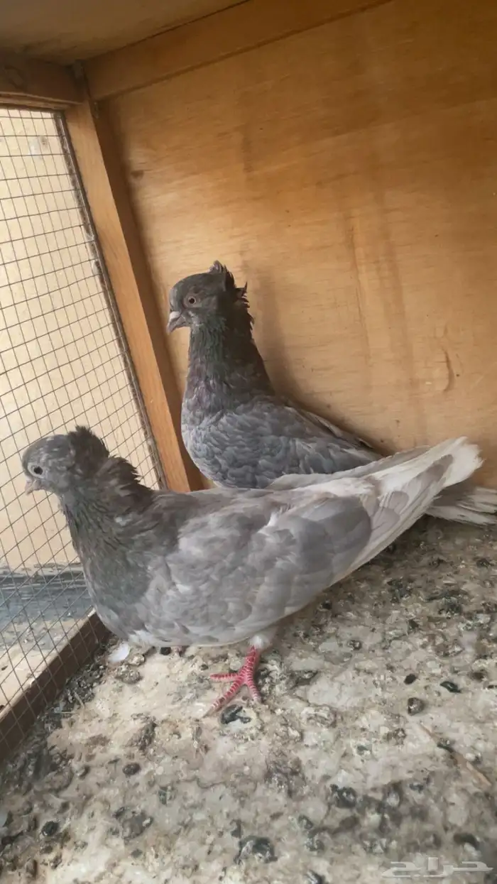 قطايف 8