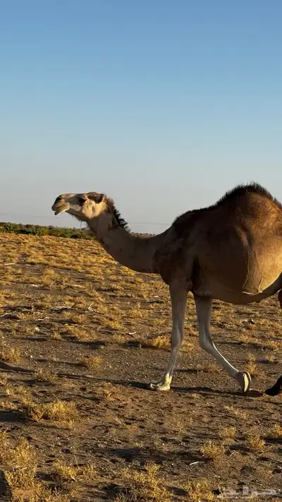 ناقه لقحه كفو 4