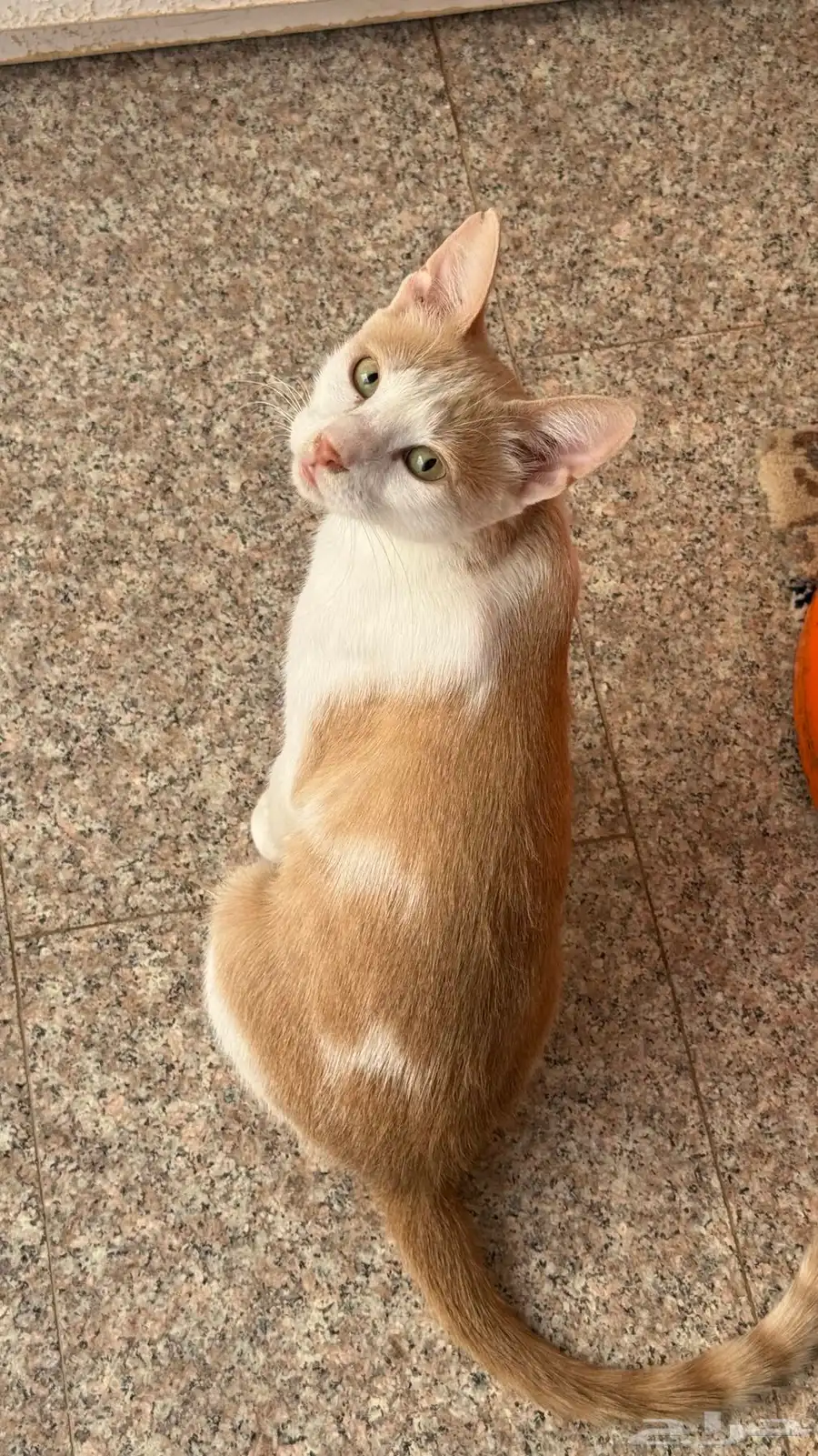 قطه لتبني معاها اثنين اصغار حالتهم سليمه 3