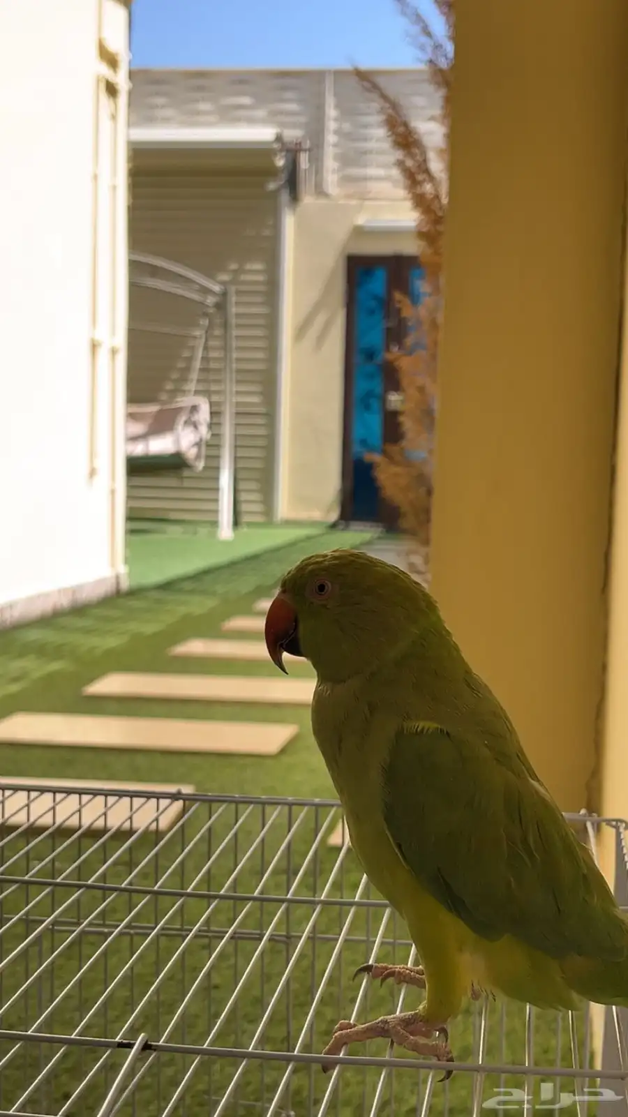 ببغاء دره هندي 5