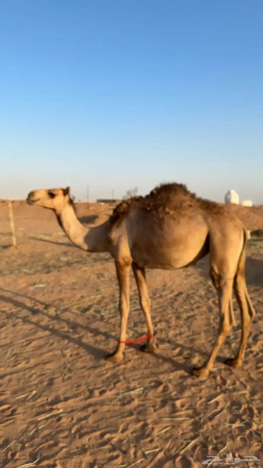 بكره هجن 0