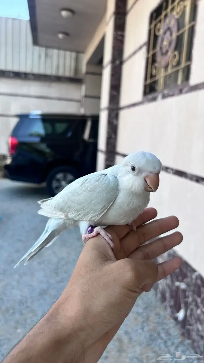 ببغاء فرخ كويكر دايلوت 1