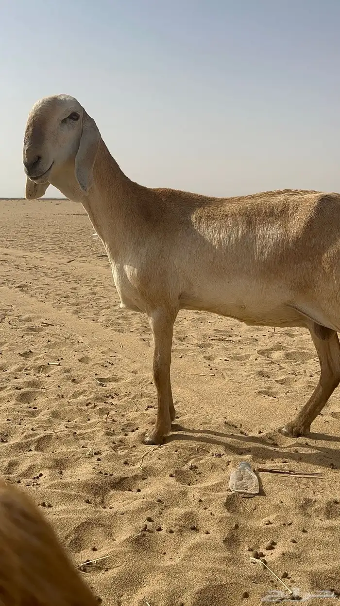 نعجه درمانيه 0