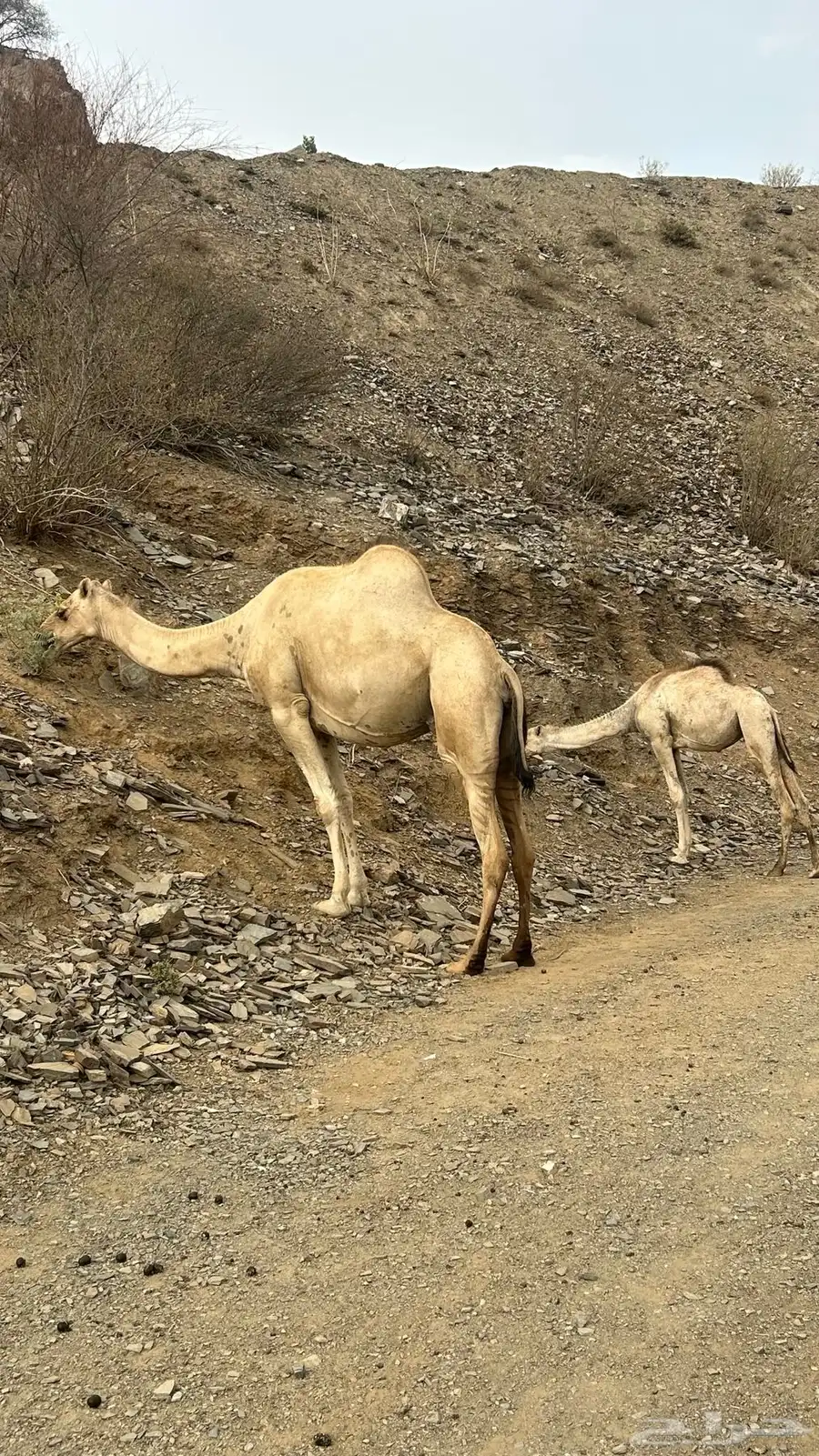 ناقه جنبه في 8شهور. وبنتها 4