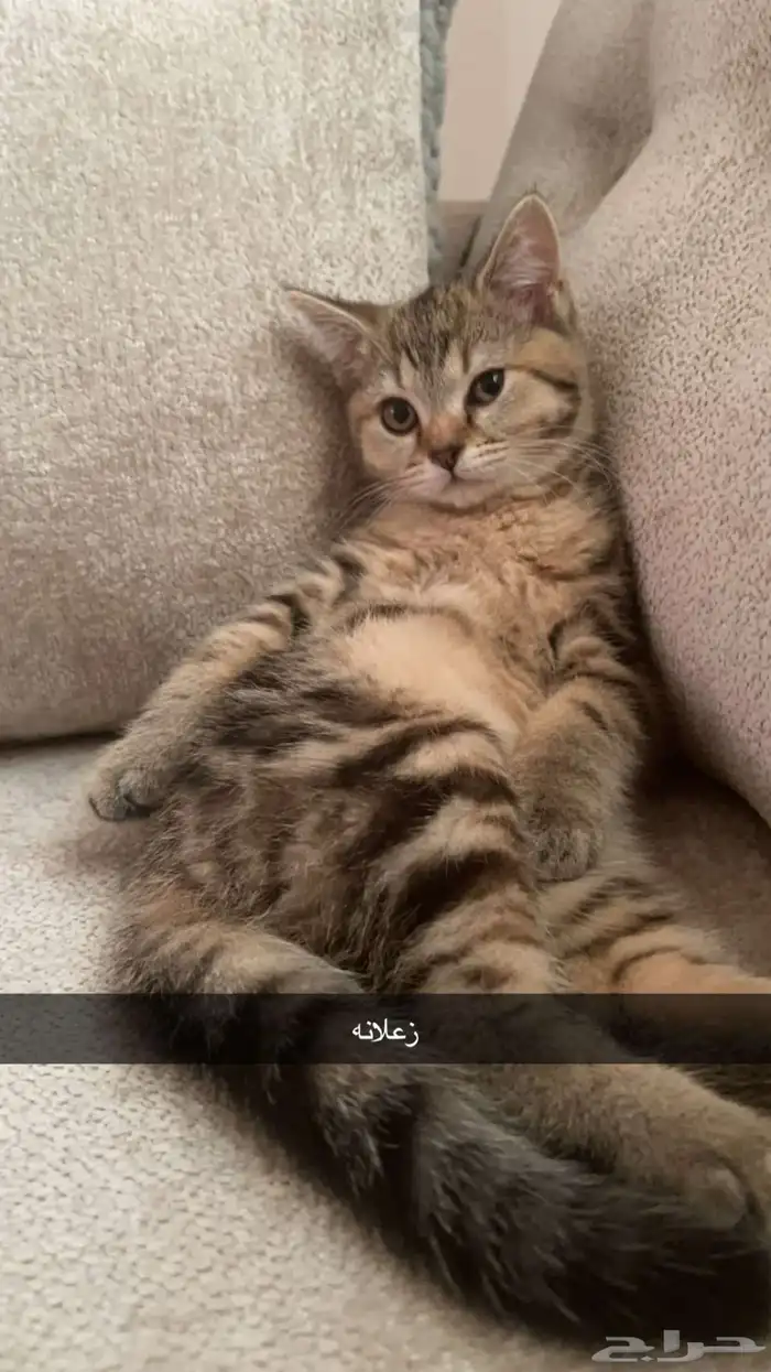 قطه للتبني مع كامل الاغراض 4
