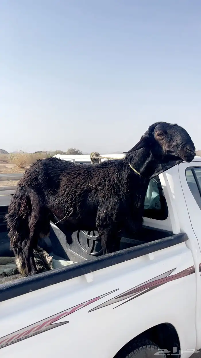 خروف فحل ثني طالع ربعه مشروط وانتاجه معه مايركب الا احد يكش 0