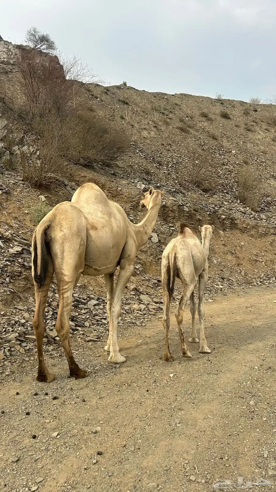 ناقه جنبه في 8شهور. وبنتها 2