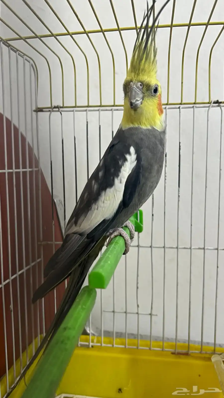 كروان ذكر متكلم علشرط 3