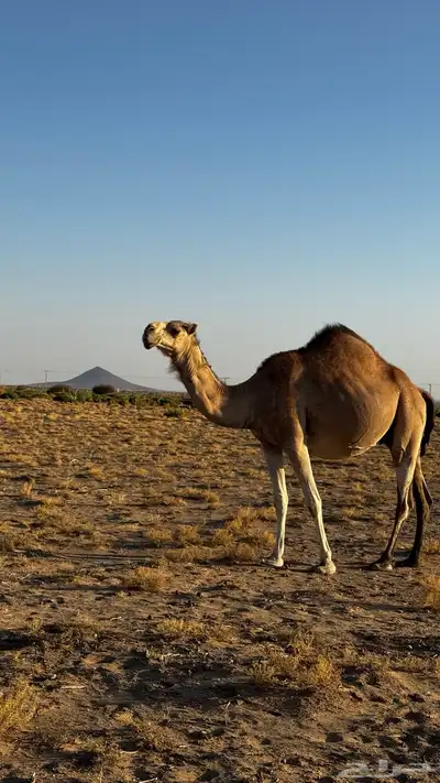 ناقه لقحه كفو 2
