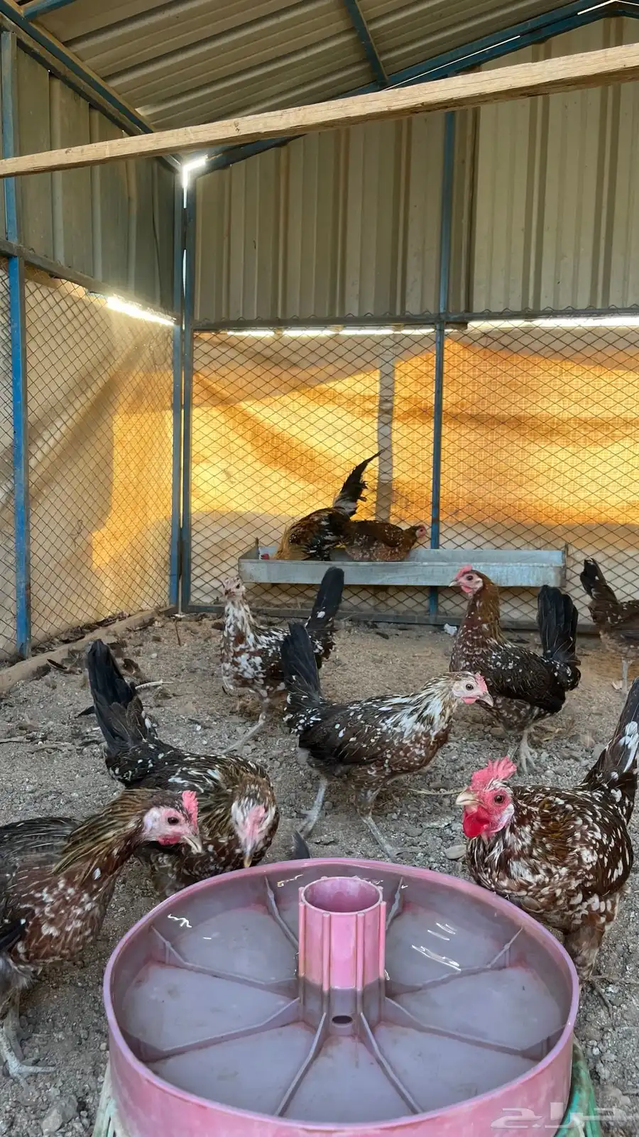 دجاج اصيل فري ماكنتوش 1