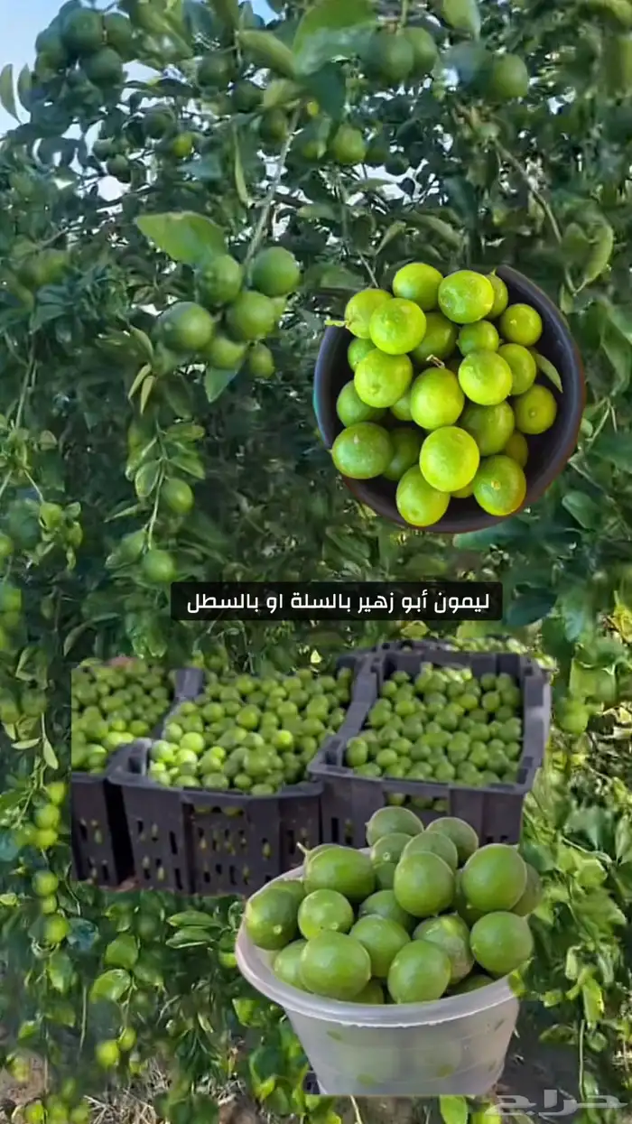 ليمون ابو زهير 0