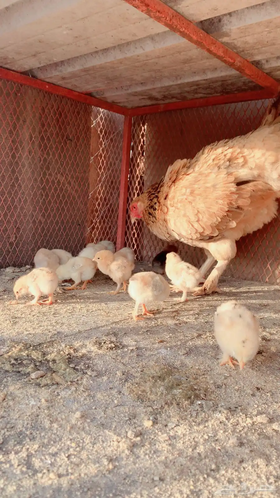 دجاج بفروخه تحضين ونظيف على الشرط 0