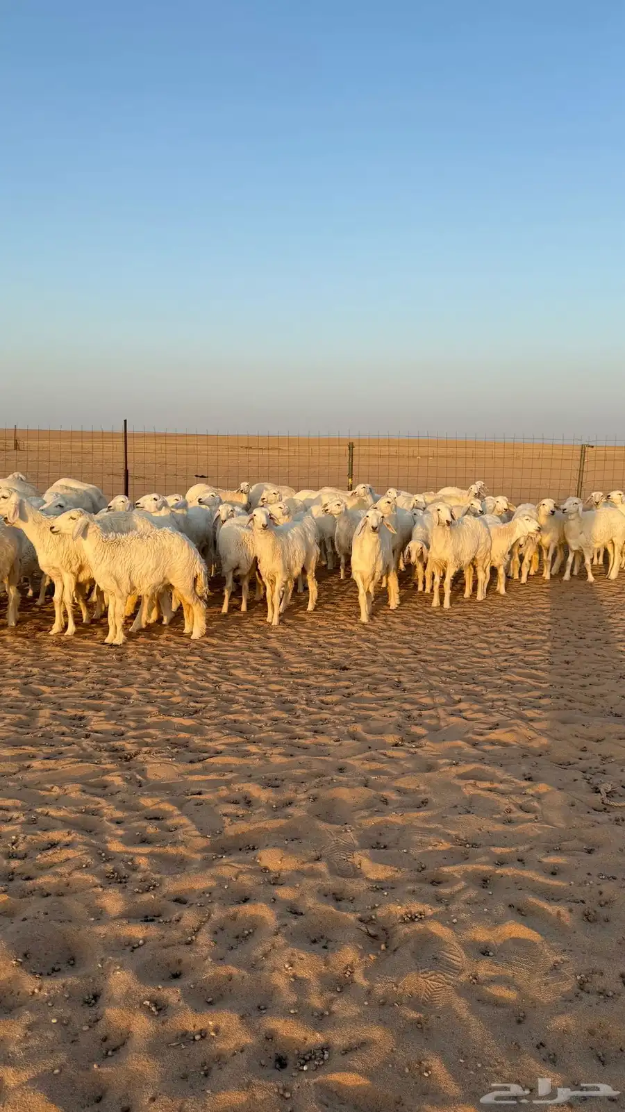 رخال جذعات حريات منوة الموؤسس حرش وهاوي الزين 4