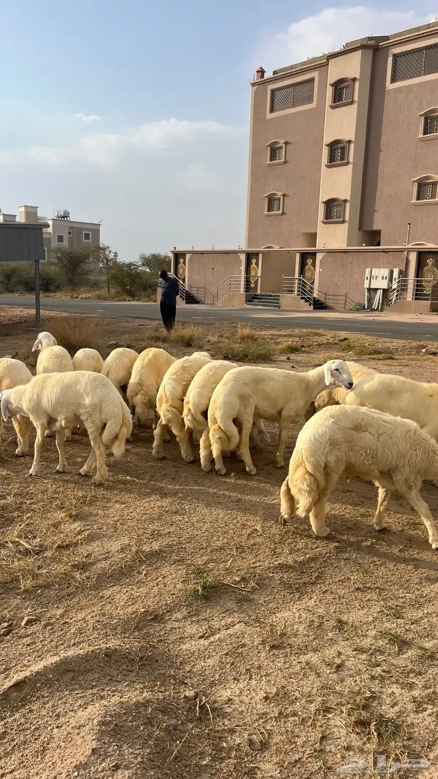 خرفان حريات طيبات في المجاردة من مراح وسم واحد 5