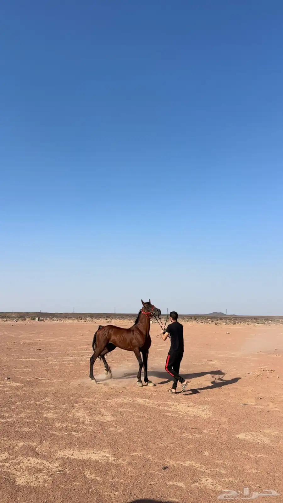 حصان واهو 2