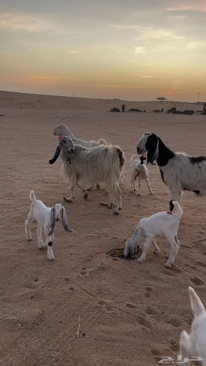 معزا مشاريك متاويم تم البيع 2