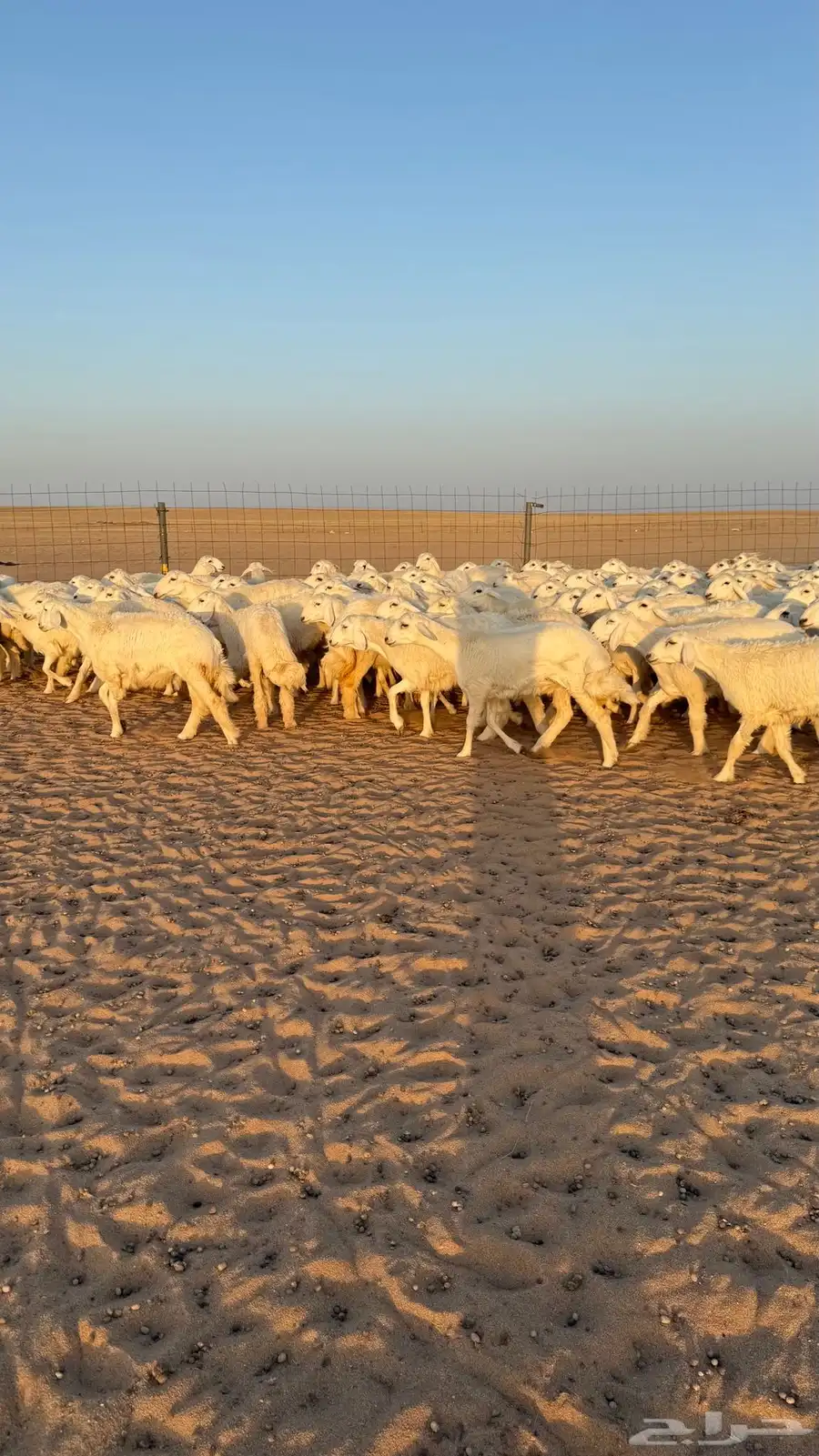 رخال جذعات حريات منوة الموؤسس حرش وهاوي الزين 5