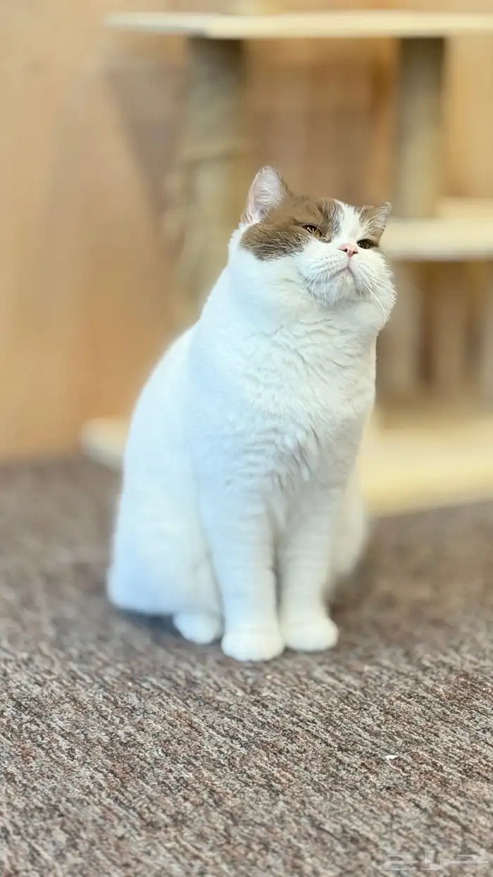 فرانسو في The 4 Paws فندقة تزاوج يتوفر دفع تمارا 2