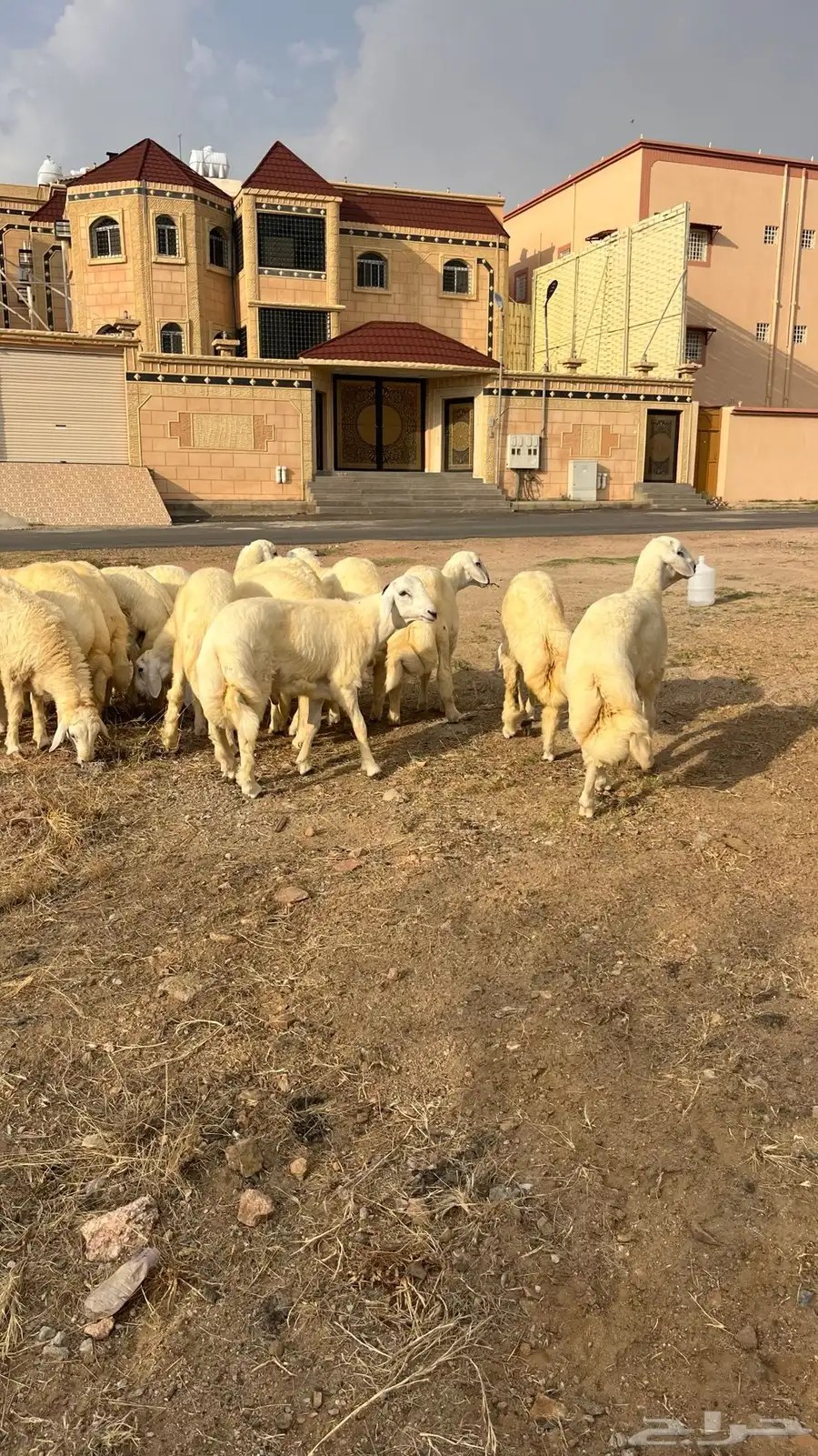 خرفان حريات طيبات في المجاردة من مراح وسم واحد 3