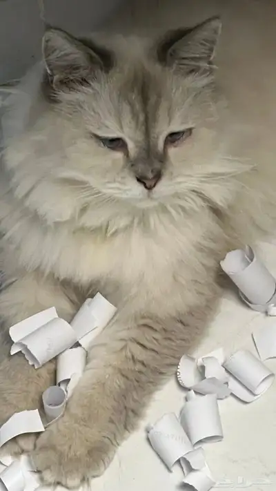 قطط 0