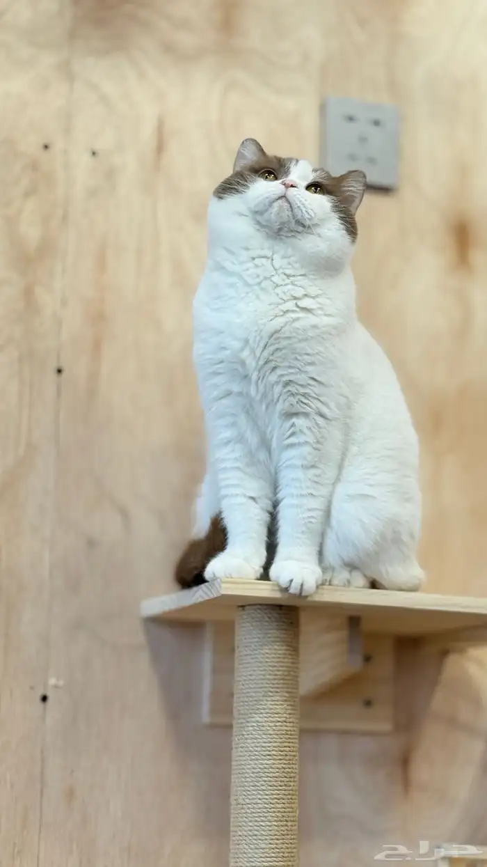 فرانسو في The 4 Paws فندقة تزاوج يتوفر دفع تمارا 4