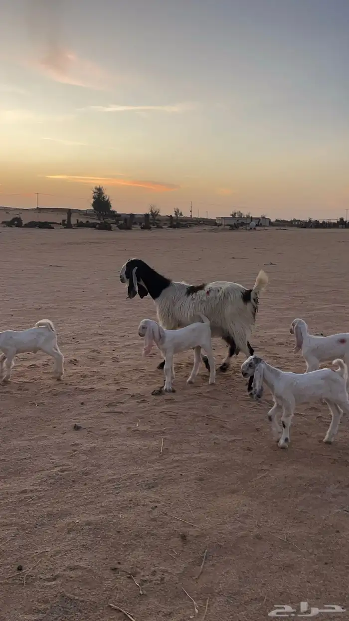 معزا مشاريك متاويم تم البيع 0