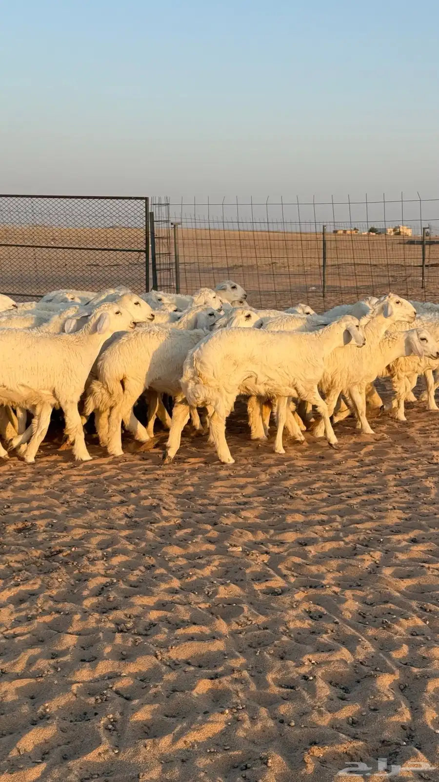 رخال جذعات حريات منوة الموؤسس حرش وهاوي الزين 1