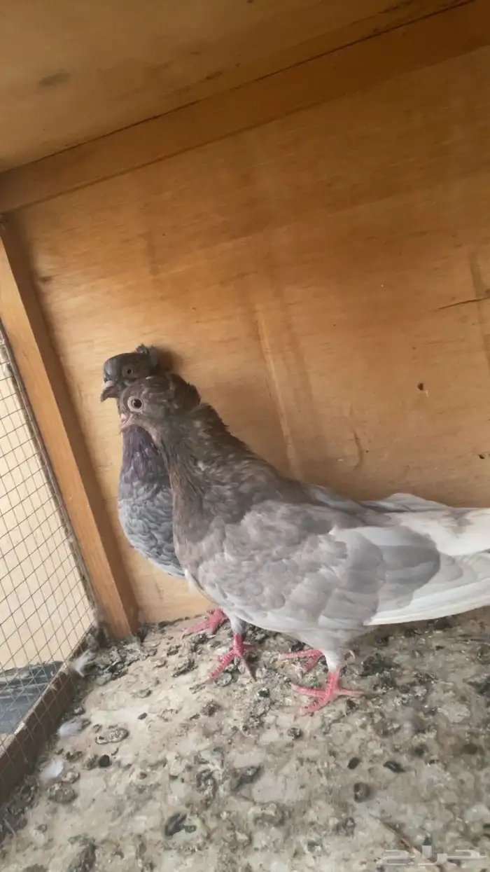 قطايف 7