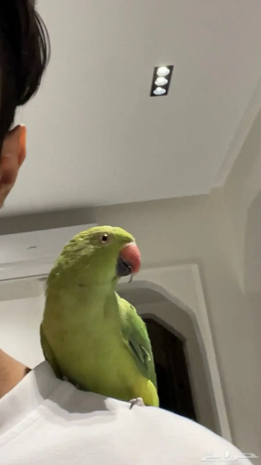 ببغاء دره هندي 4