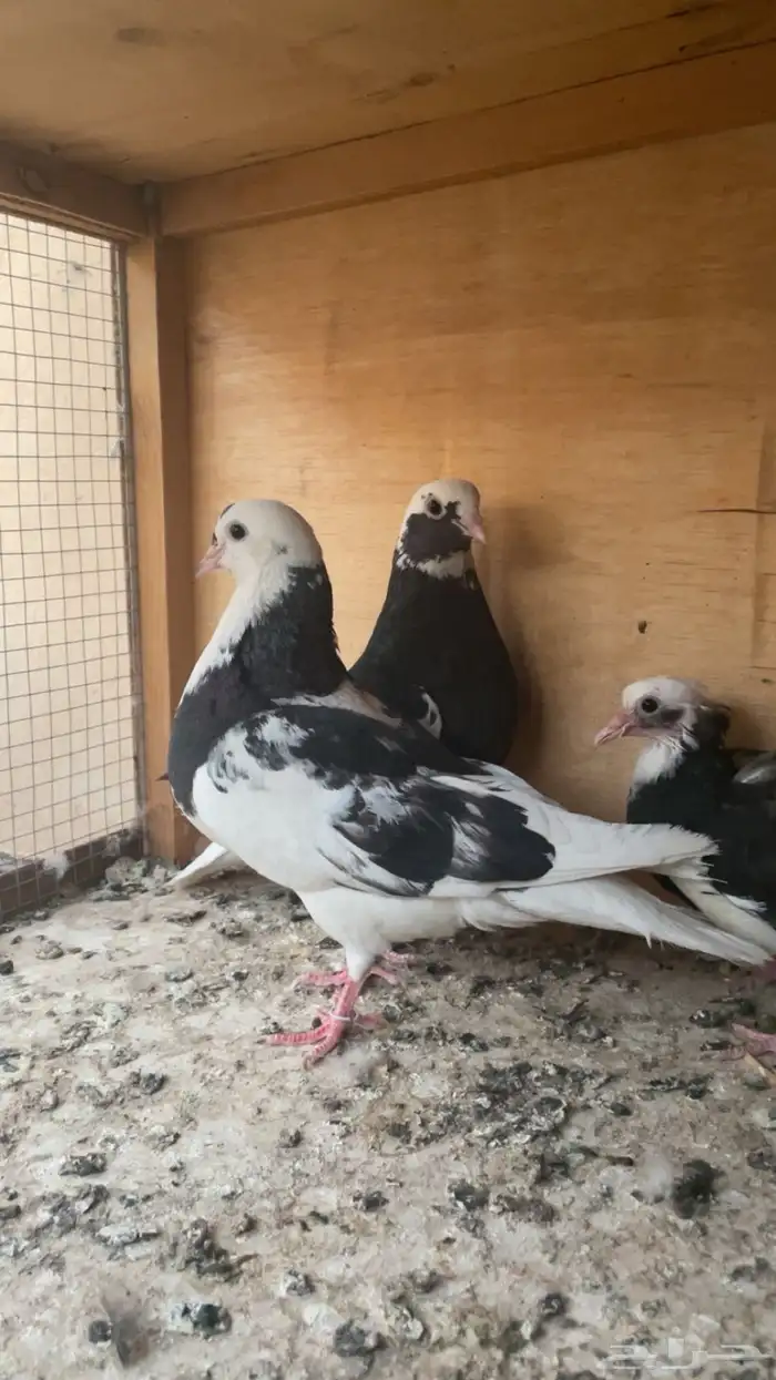 قطايف 3