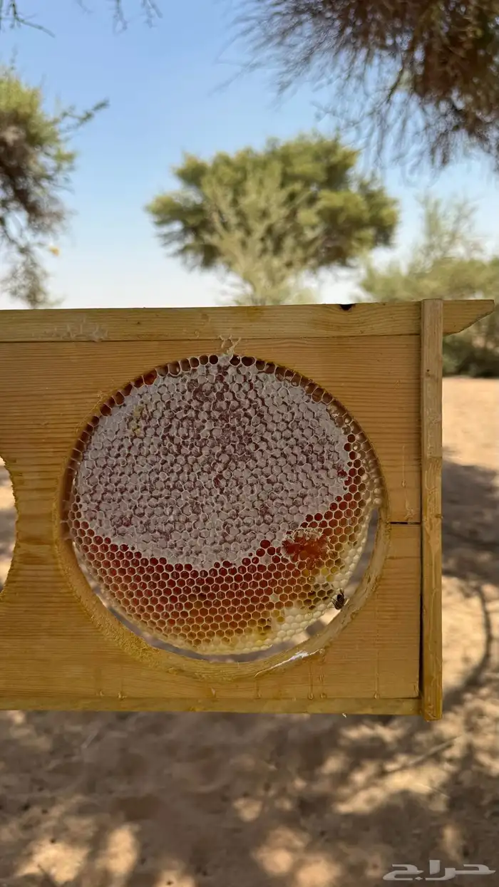 للبيع عسل طلح فرزه اولى شغلي انا خاص الكيلو 300 والشحن 30 0