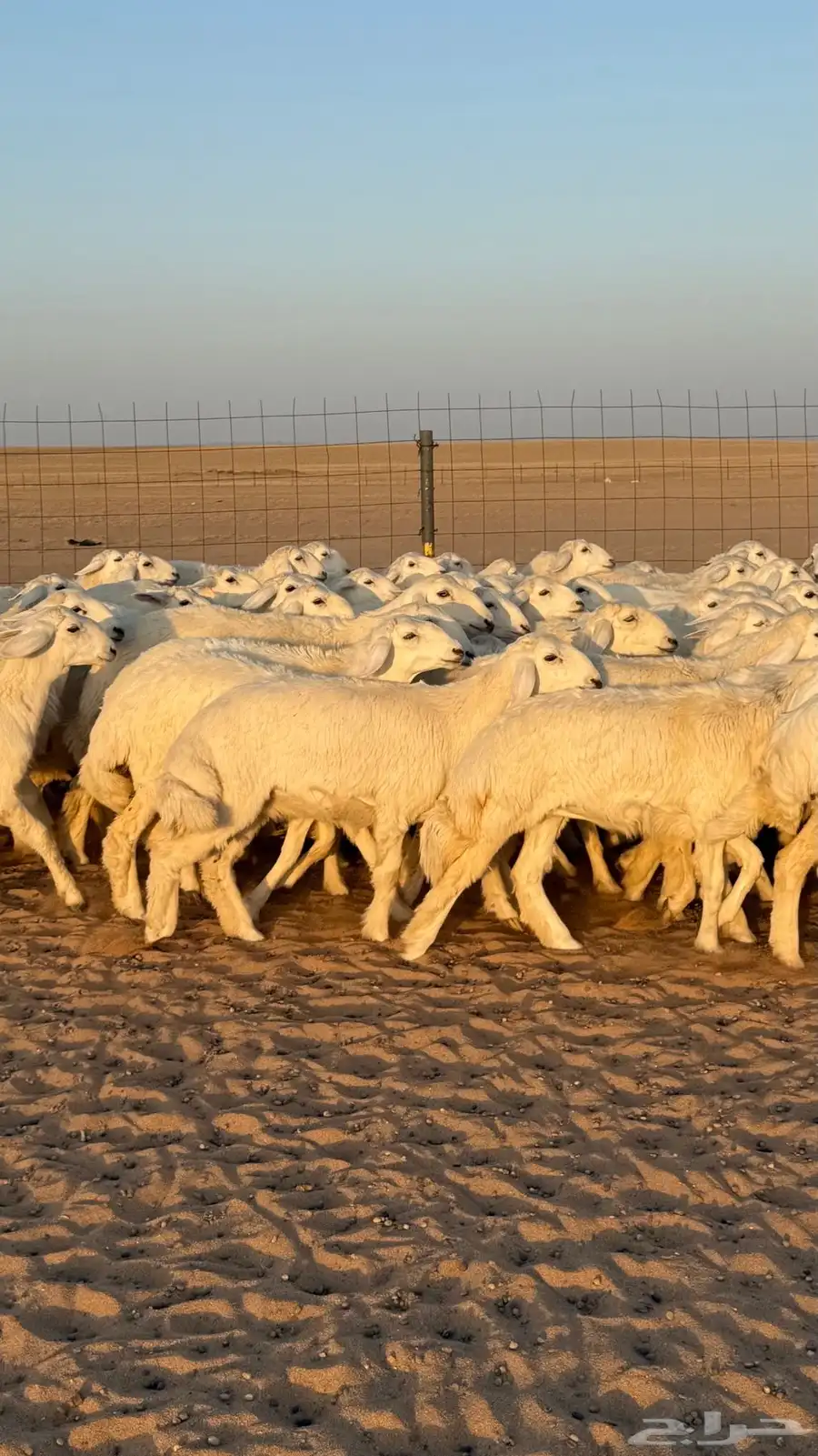 رخال جذعات حريات منوة الموؤسس حرش وهاوي الزين 2