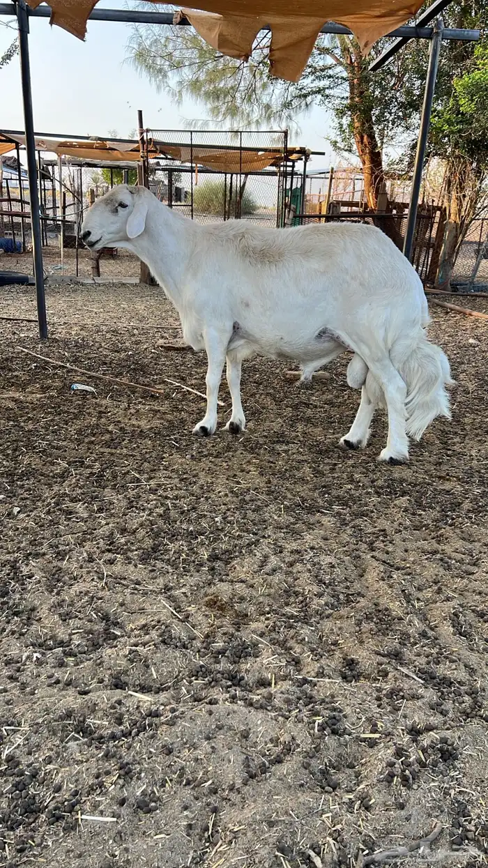 فحل حرش( تم البيع) 0