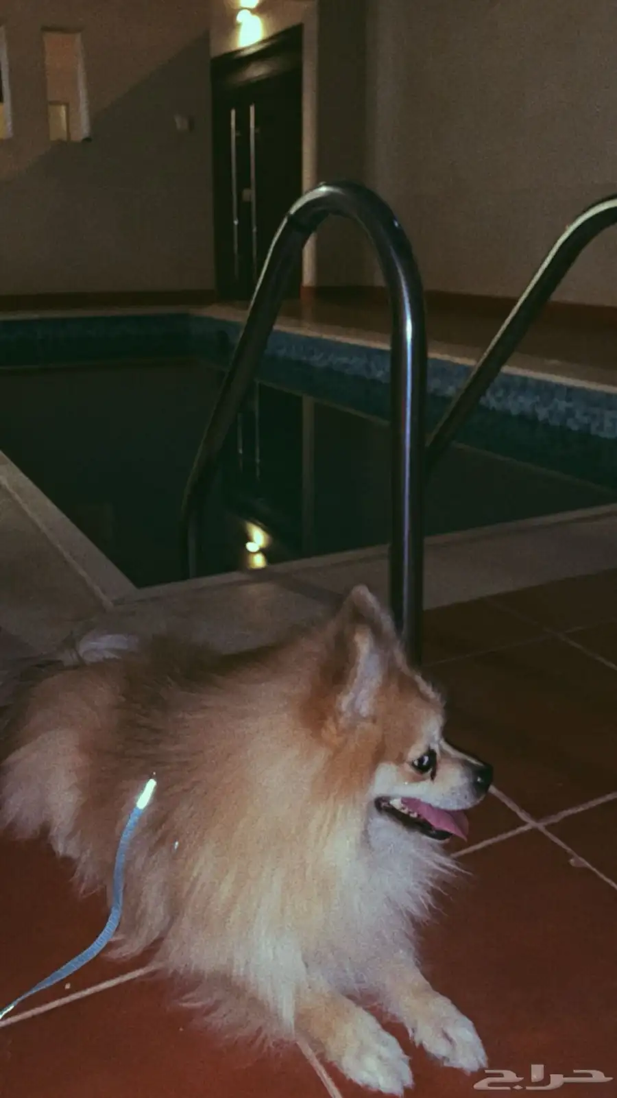 Pomeranian index