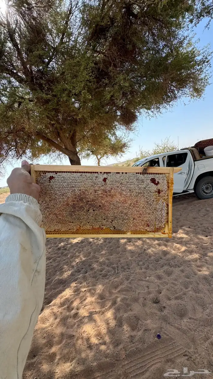 للبيع عسل طلح فرزه اولى شغلي انا خاص الكيلو 300 والشحن 30 4