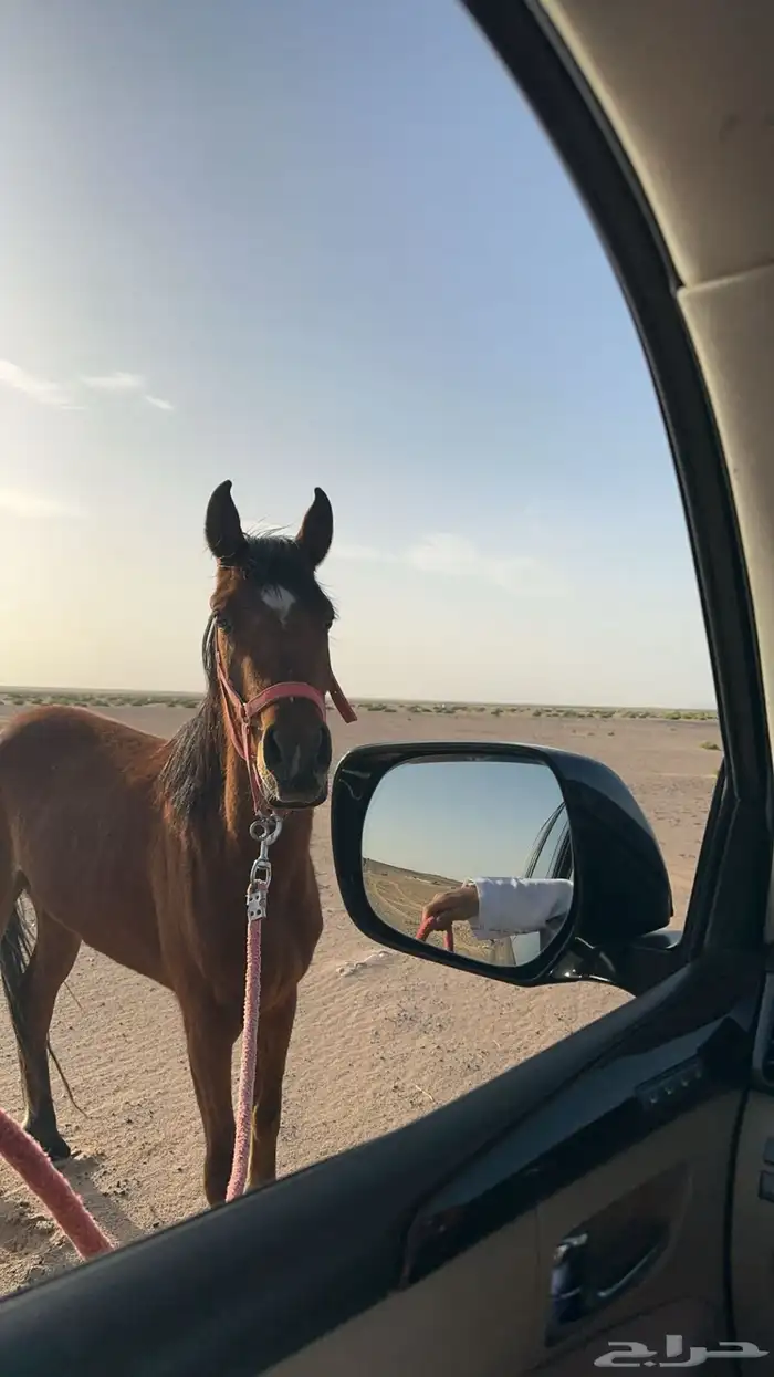 خيل 1