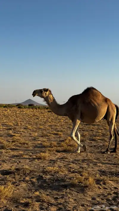 ناقه لقحه كفو 3