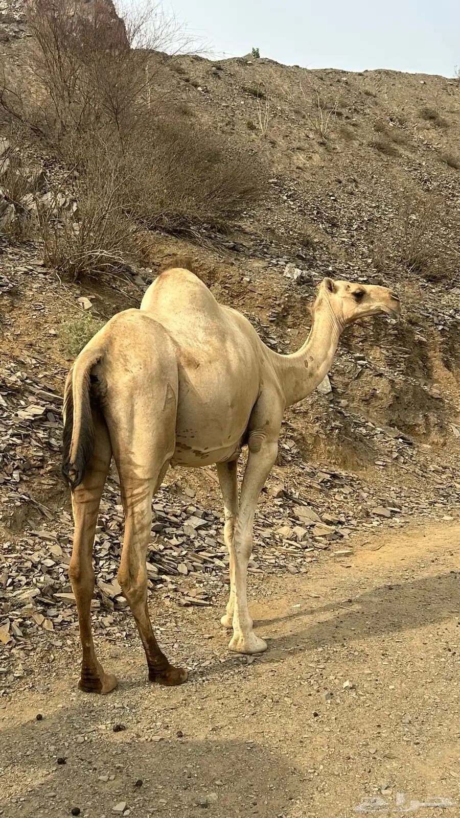 ناقه جنبه في 8شهور. وبنتها 1