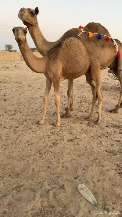 للبيع خلفه ساحليه تحتها قعود كفوو 0