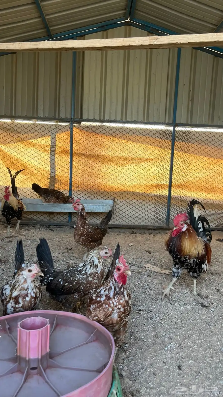 دجاج اصيل فري ماكنتوش 3