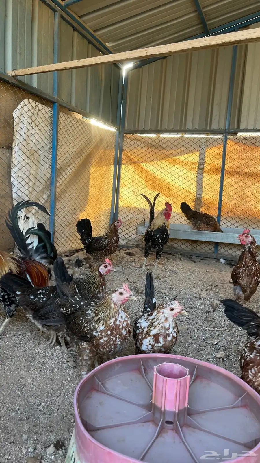 دجاج اصيل فري ماكنتوش 4
