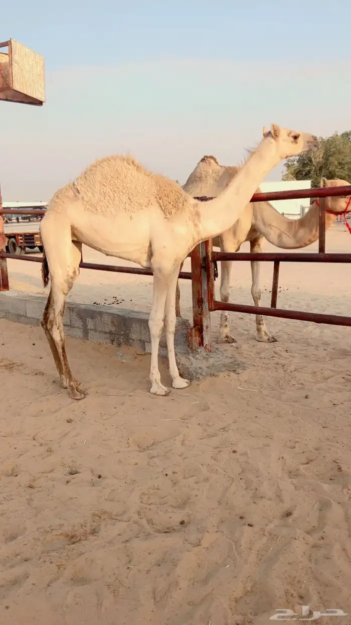 هجن خلفه تحتها بكره 1