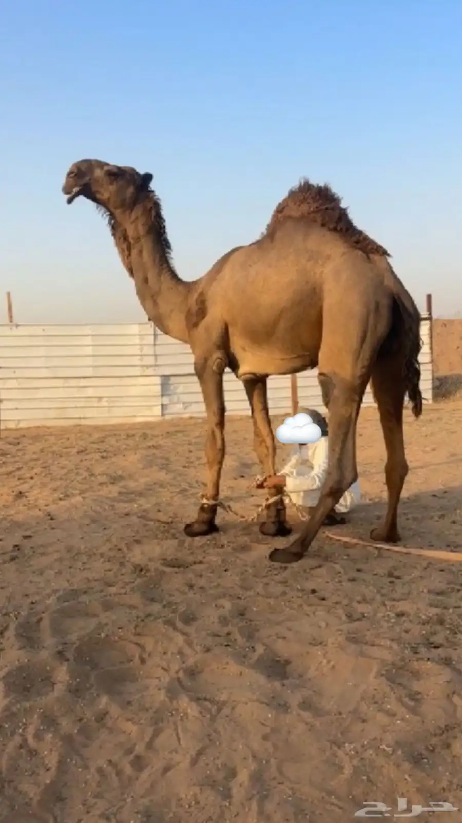 قعود جذع 0