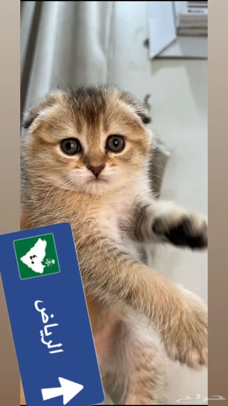قطط سكوتش index
